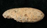 Agatized Fossil Pine (Seed) Cone From Morocco #17458-1